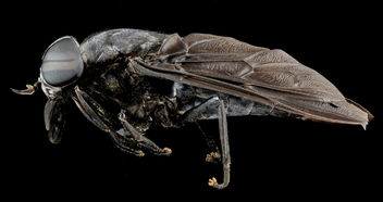 Horse fly, U, Side, MD_2013-08-21-16.22.32 ZS PMax - Free image #281989