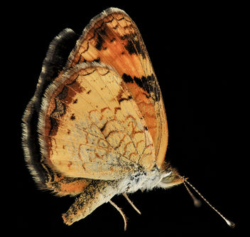 Pearl Crescent, U, side, MD, PG County_2013-08-20-12.06.34 ZS PMax - Kostenloses image #281999
