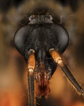 Assassin Bug, head, MD, Upper Marlboro_2013-09-15-13.47.53 ZS PMax - image gratuit #282019 