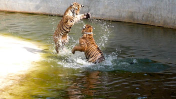 Wow! Tigers!! (but not really a photo) - image gratuit #282139 
