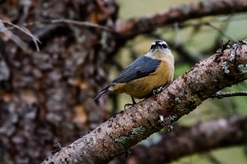 Red-breasted Nuthatch (Sitta canadensis) - image #282209 gratis