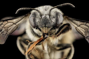 Melissodes denticulata, F, Face, Carroll Co., MD_2013-11-19-08.21.15 ZS PMax - Free image #282269