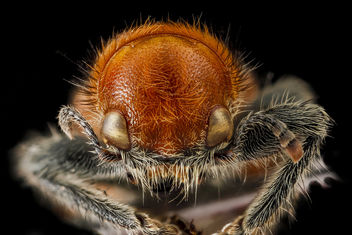 Beetle 3, face_2012-06-20-15.42.23 ZS PMax - image gratuit #282339 