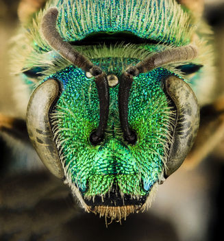 Agapostemon sericeus, F, Face, MD, PG County_2014-01-31-16.22.08 ZS PMax - Kostenloses image #282479