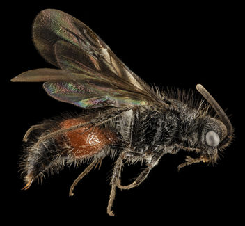 Mutillid wasp, M, Side, St johns Co, Fl_2014-02-05-17.09.42 ZS PMax - image gratuit #282489 
