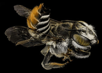 Megachile fullawayi, back, HI, maui_2014-05-23-17.28.41 ZS PMax - image #282749 gratis