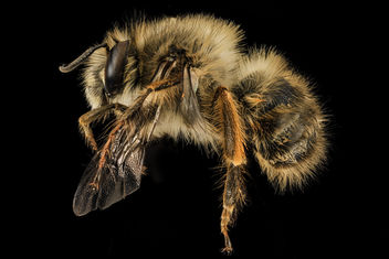 Anthophora plumipes, M, Side, MD, PG County_2014-04-17-12.47.18 ZS PMax - Kostenloses image #283029