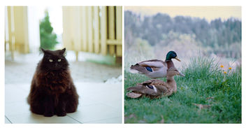 Triangle cat vs. Them ducks - image gratuit #283389 