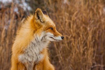 Foxes of Island Beach State Park New Jersey - бесплатный image #283509