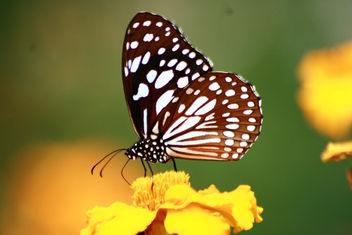 BUTTERFLY - Kostenloses image #284029