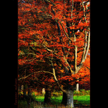 Forever autumn - image gratuit #285639 
