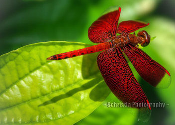 Red Dragonfly (DSC_0024) - image gratuit #286089 