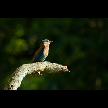 The Beautiful Blue Jay! - image gratuit #286429 