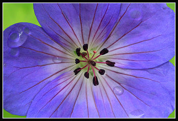 Blue geranium and little creature inside - бесплатный image #286969