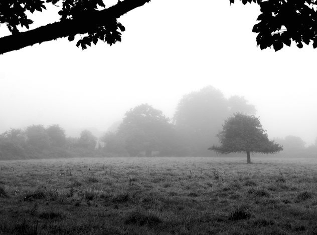 Morning Fog Emerging From The Trees - Kostenloses image #287039