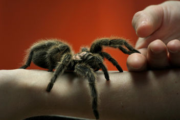 Can Arachnophobia Be Selective? - image gratuit #287949 