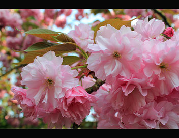 Pink blossom - image #288179 gratis
