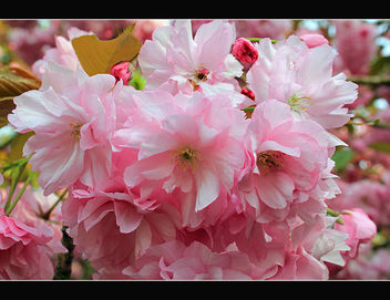 Spring blossom - Free image #288209