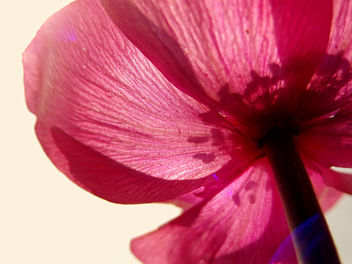 256|365 Pink Anemone. - Free image #288259