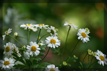 Happy little flowers - Free image #288519