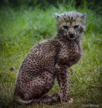 Northern Cheetah Cub - image gratuit #289259 