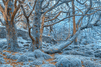 Sapphire Forest - HDR - Free image #289689