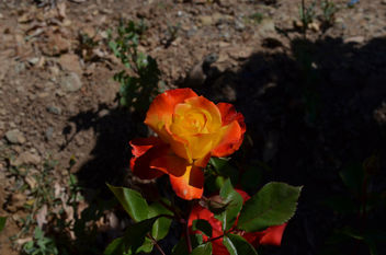 Flowers & Roses - image gratuit #289759 