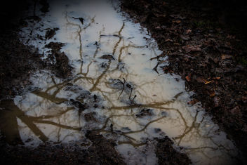What is hiding in the puddle? - бесплатный image #290689
