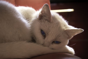 White Cat - image #290829 gratis