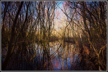 Flooded woodland - Free image #290939