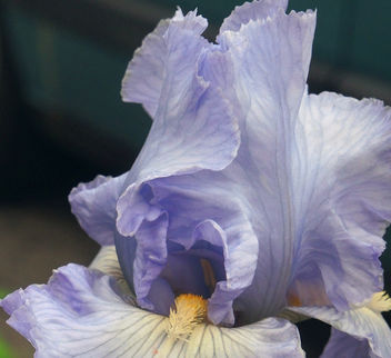 first blue iris opened today - image gratuit #291939 