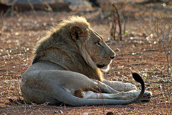 Lion: Panthera leo - Free image #292509