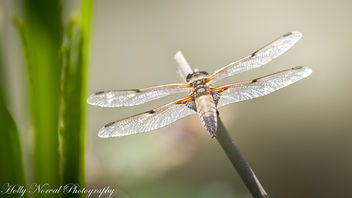 Hunting Dragonflies - image gratuit #292549 