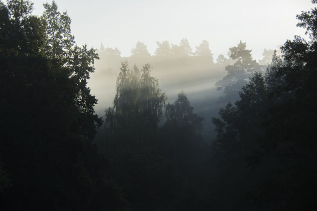 Trees in the sunrise - image gratuit #293939 