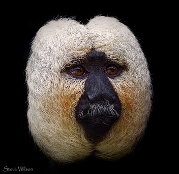 Male White Face Saki at Chester Zoo - image gratuit #294759 