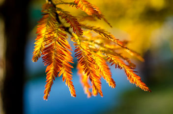 the wonderful colors of autumn - image gratuit #295039 