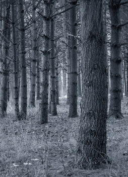 Pine Forest - Free image #296019