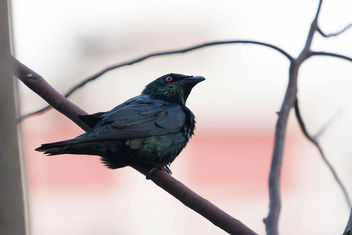 Asian Glossy Starling - image gratuit #296189 