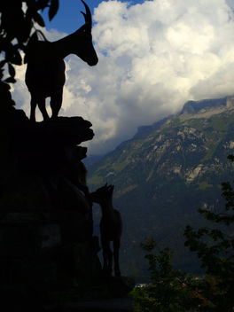 Swiss Ibexes Silhouette - Free image #296449