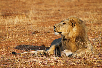 Lion: Panthera leo - Free image #296689