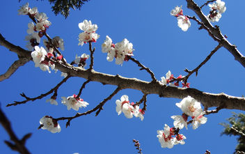 Morocco-Almond Blossoms - image gratuit #296729 