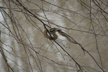 Broad banded watersnake - image #296869 gratis
