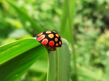 ladybird bug - image gratuit #297089 