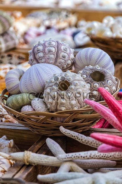 corals in basket close up - image gratuit #297489 