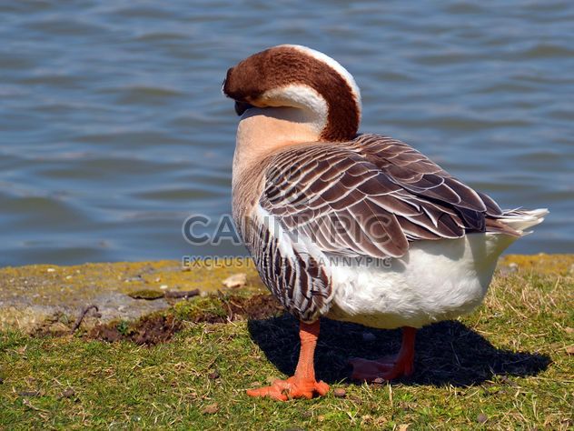 Duck stands near the lake - image gratuit #297549 