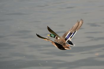 Ducks flying over the pond - бесплатный image #297559