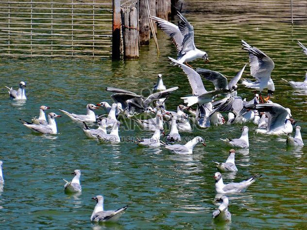 group of seagulls - бесплатный image #297569