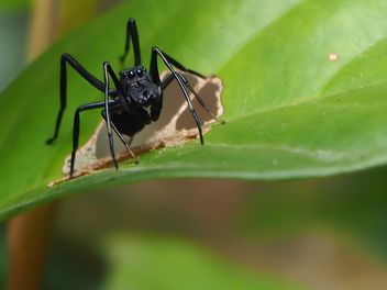 Black jumping spider - image gratuit #297599 