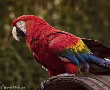 Scarlet Macaw - image #299049 gratis