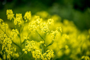 drowning in in a sea of yellow - бесплатный image #299339
